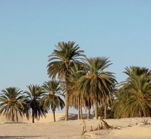 desert oasis 300x276 Reportage Tunisia: Mare, Oasi, Deserto e antiche civiltà