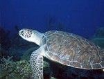 tartaruga-di-mare