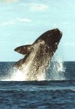 La Balena Franca sceglie il sud del Brasile per far nascere i suoi piccoli