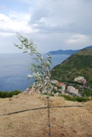 Costa Crociere dona al Parco delle Cinque Terre 100 alberi di ulivo