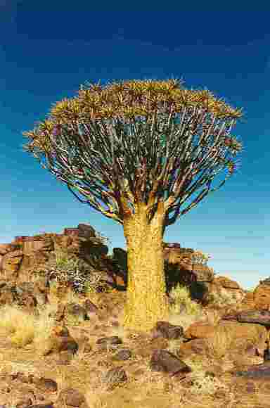 Namibia albero.jpg 2