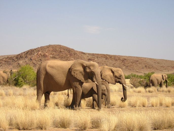 Namibia elefanti