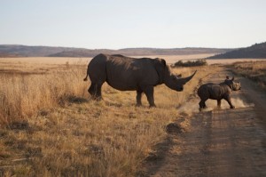 safari Sudafrica