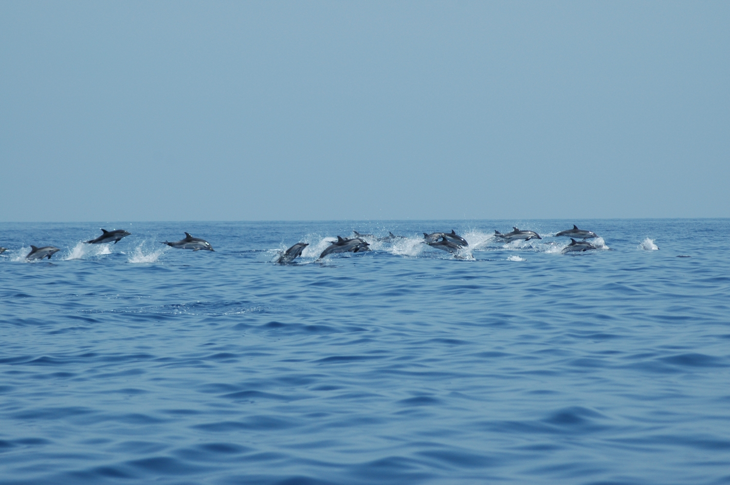Corsica Sardinia Ferries, circa 400 avvistamenti di cetacei