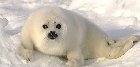Agamatour: i cuccioli di foche in Quebec