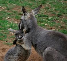 Tra koala e canguri, nuovi prodotti in South Australia
