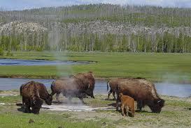 Yellowstone, boom di visitatori