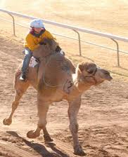 La corsa dei cammelli: in Australia, Alice Springs, il 9 luglio