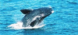 A The Table Bay Hotel, Cape Town, lo spettacolo dell’avvistamento delle balene