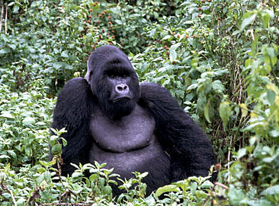 Todra Tour Operator programma l’Uganda…Incontri ravvicinati con i gorilla!