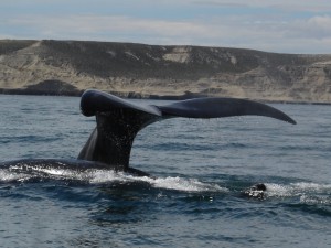 Ushuaia balena