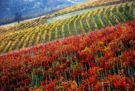 Unesco, presentata la candidatura dei paesaggi vitivinicoli del Piemonte