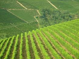 In Piemonte arriva il Patrimonio Unesco per i paesaggi vitivinicoli