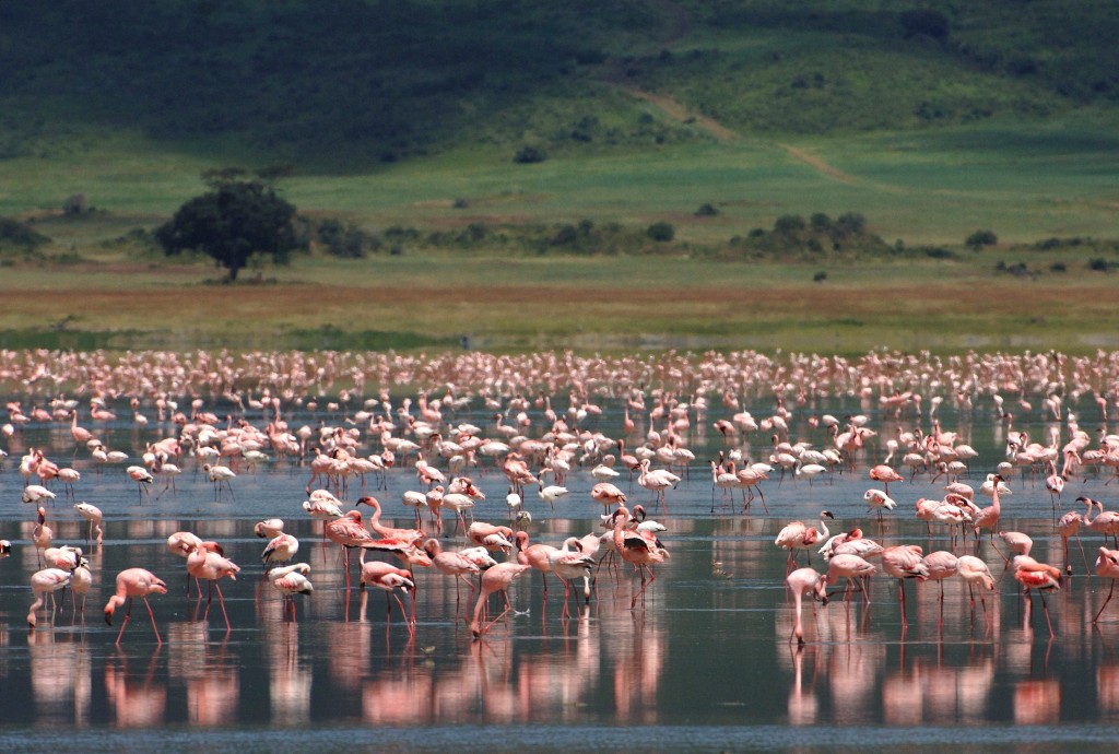 _Flamingos rosa