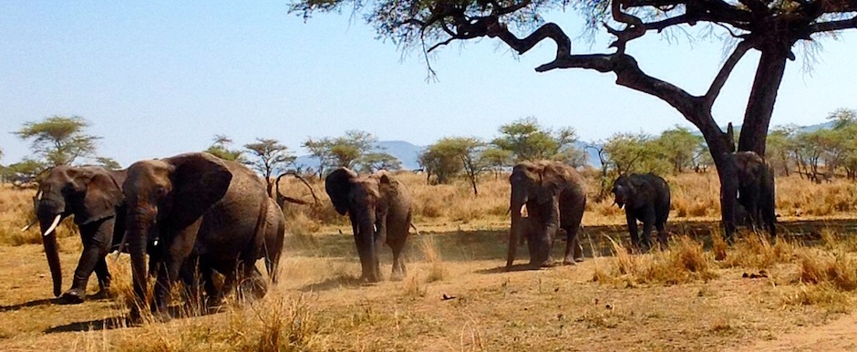 tanzania elefanti