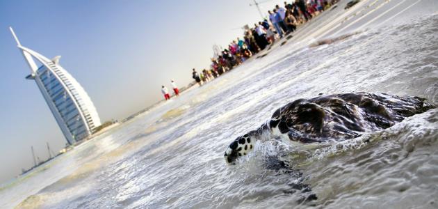 Dubai ha celebrato il World Turtle Day