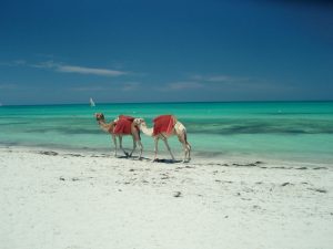 Djerba-cammelli-sulla-spiaggia