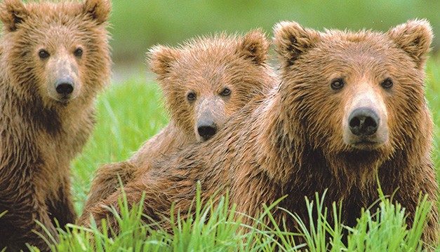 PRINCESS FESTEGGIA I 50 ANNI IN ALASKA