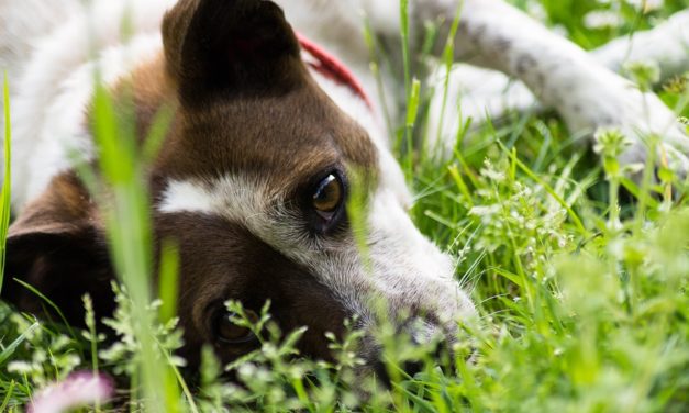 Vacanze: il 20% degli italiani viaggia con il proprio animale