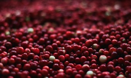 Mele e mirtilli rossi: i frutti tipici del Massachusetts, protagonisti dell’autunno!