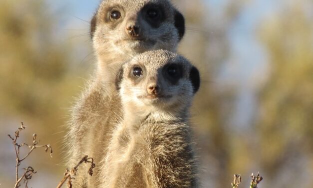 L’Africa dei Viaggi di Nozze di KiboTours