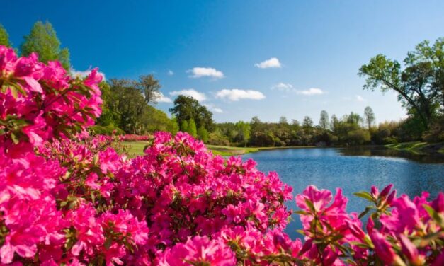 ALLA SCOPERTA DEL SUD DEGLI STATI UNITI, TRA INCANTEVOLI HOTEL STORICI E GLI AUTENTICI SAPORI LOCALI