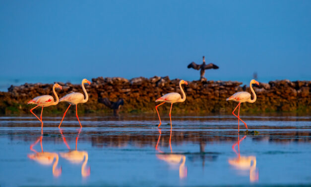 In Qatar il meraviglioso passaggio dei fenicotteri nel periodo della migrazione annuale