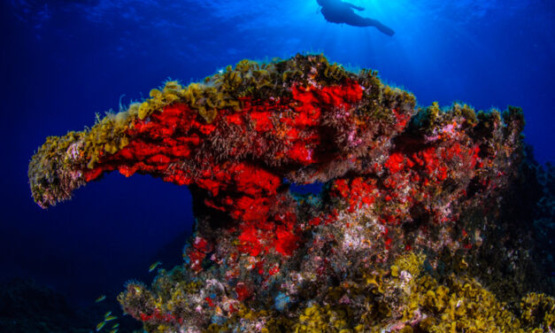 SPONTANEITY TRAVEL ALLE CANARIE