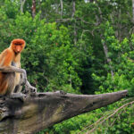 Malesia: il progetto di riforestazione Regrow Borneo