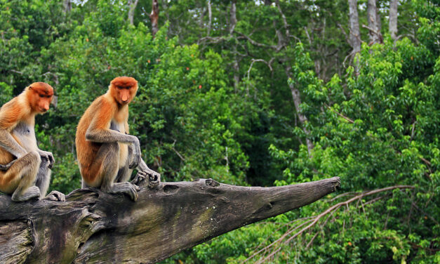 Malesia: il progetto di riforestazione Regrow Borneo