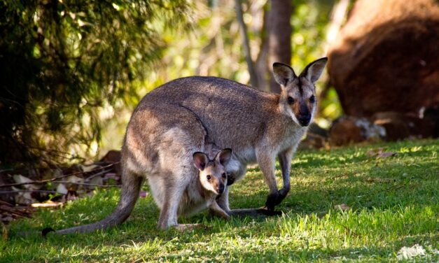 LE SEI STAGIONI  DELLA TRADIZIONE ABORIGENA NEL WESTERN AUSTRALIA