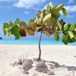 I Caraibi d’estate: Antigua e Barbuda rilanciano l’offerta tra eventi e cultura