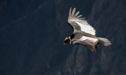 Perù: viaggio naturalistico tra gli Habitat e le Specie Iconiche