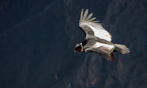 Perù: viaggio naturalistico tra gli Habitat e le Specie Iconiche