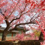 COREA DEL SUD IN FIORE: ITINERARI DI PRIMAVERA TRA PAESAGGI INATTESI E TRADIZIONI VIVE