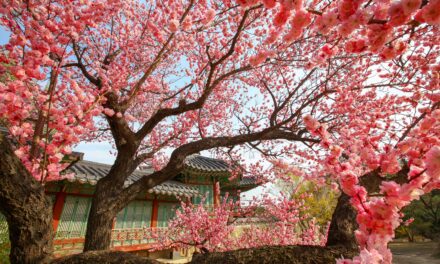 COREA DEL SUD IN FIORE: ITINERARI DI PRIMAVERA TRA PAESAGGI INATTESI E TRADIZIONI VIVE