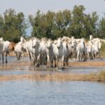 PROVENZA 2026: IL NUOVO VOLTO DELLA CULTURA E DELL’INNOVAZIONE