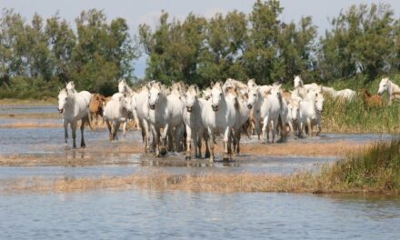 PROVENZA 2026: IL NUOVO VOLTO DELLA CULTURA E DELL’INNOVAZIONE