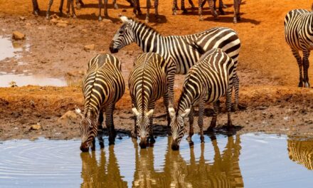 L’Africa d’autore firmata Glamour. Le nuove rotte estive tra safari e charme