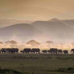 SAFARI TRA KENYA E TANZANIA: L’AFRICA PIÙ AUTENTICA SECONDO MADE BY TURISANDA