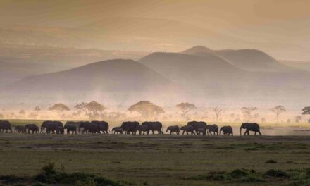 SAFARI TRA KENYA E TANZANIA: L’AFRICA PIÙ AUTENTICA SECONDO MADE BY TURISANDA