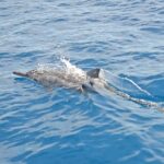 Scienza partecipata alle Seychelles: i cittadini scendono in campo per proteggere balene e delfini