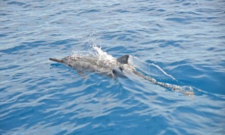 Scienza partecipata alle Seychelles: i cittadini scendono in campo per proteggere balene e delfini