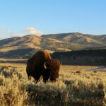 WYOMING, TRA BISONTI, COWBOY E CAPOLAVORI
