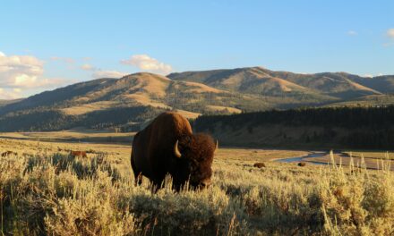WYOMING, TRA BISONTI, COWBOY E CAPOLAVORI