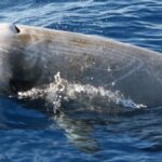 NEL SANTUARIO PELAGOS LE NAVI DIVENTANO LABORATORI GALLEGGIANTI