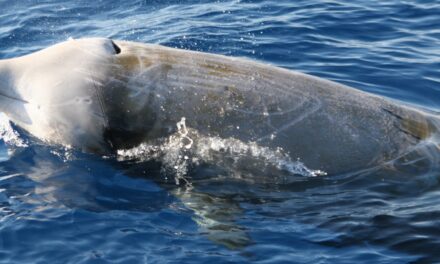 NEL SANTUARIO PELAGOS LE NAVI DIVENTANO LABORATORI GALLEGGIANTI