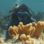 Salvaguardia dei Reef: MSC Foundation rinnova l’impegno per la biodiversità marina alle Bahamas