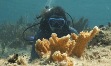 Salvaguardia dei Reef: MSC Foundation rinnova l’impegno per la biodiversità marina alle Bahamas