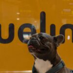 In volo con i quattro zampe: Vueling registra numeri record per il trasporto pet